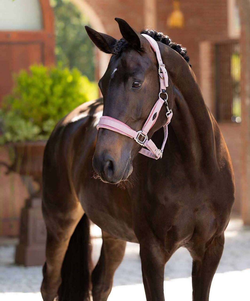 LeMieux Versailles Halter-HT028 - Image 4