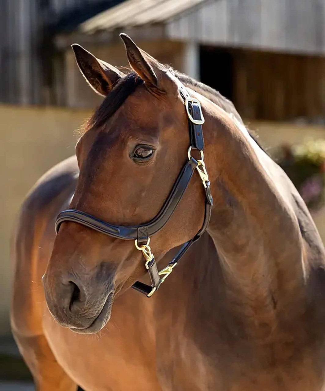 LeMieux Leather Grooming Halter-HT031 - Image 2